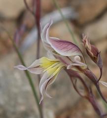 Gladiolus permeabilis permeabilis
