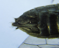 Dolerus genucinctus