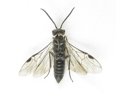 Dolerus genucinctus