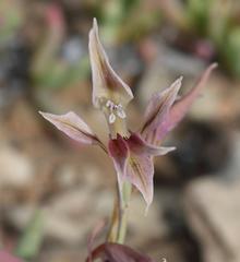 Gladiolus permeabilis permeabilis