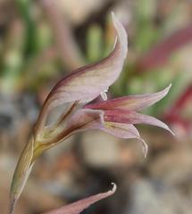 Gladiolus permeabilis permeabilis
