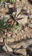 Gladiolus permeabilis permeabilis