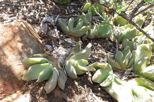 Fleshy Tonguefig (Glottiphyllum carnosum)