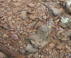 Gladiolus permeabilis permeabilis