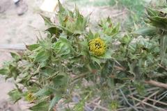 Berkheya onobromoides