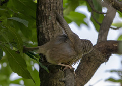 Argya affinis taprobanus
