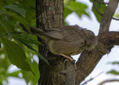 Argya affinis taprobanus