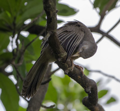 Argya affinis taprobanus