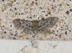 Idaea pervertipennis