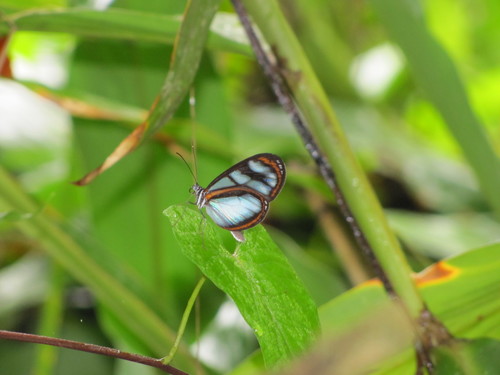 Oleria tigilla Butterflies of Ecuador