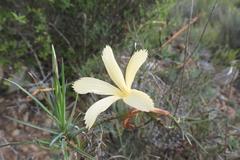 Dianthus caespitosus caespitosus