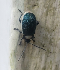 Asphaera albomarginata