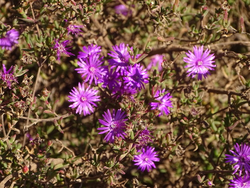 Image of Drosanthemum asperulum by (c) Shaun Swanepoel, some rights reserved (CC BY)