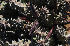 Quaqua mammillaris