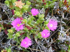 Ruschia rubricaulis
