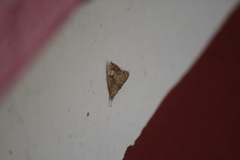 Scybalistodes periculosalis