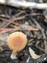 Tubaria romagnesiana