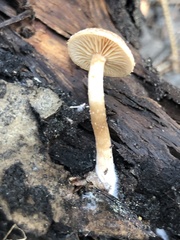 Tubaria romagnesiana