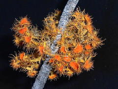 Teloschistes puber