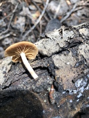 Tubaria romagnesiana