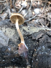 Tubaria romagnesiana