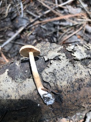 Tubaria romagnesiana