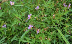 Rhexia mariana interior