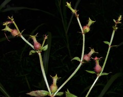 Rhexia mariana interior