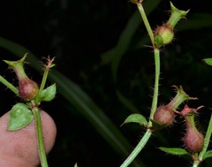 Rhexia mariana interior
