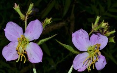 Rhexia mariana interior