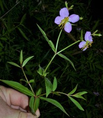 Rhexia mariana interior