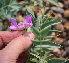 Lathyrus pauciflorus