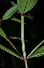 Rhexia mariana interior