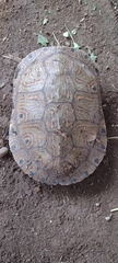 Trachemys venusta cataspila