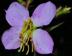 Rhexia mariana interior