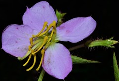 Rhexia mariana interior