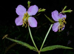 Rhexia mariana interior