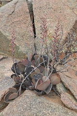 Adromischus