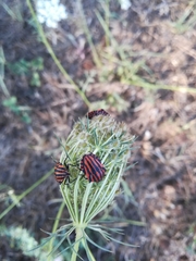 Graphosoma italicum italicum
