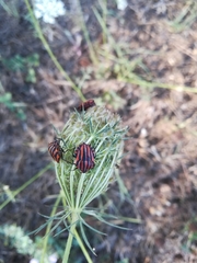 Graphosoma italicum italicum