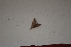 Scybalistodes periculosalis