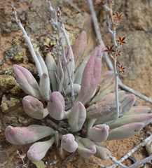 Adromischus