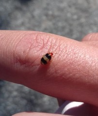 Monolepta melanogaster