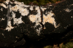 Trichothecium roseum