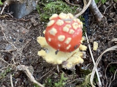 Amanita parcivolvata