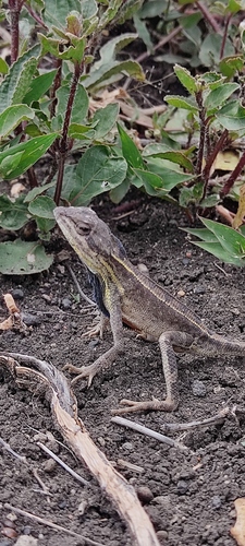 Darwin’s large fan-throated lizard, Sarada darwini
