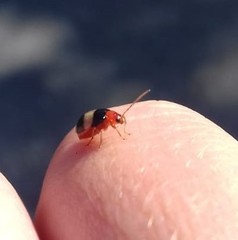 Monolepta melanogaster