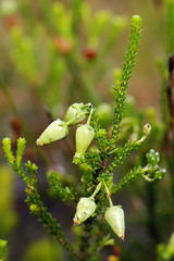 Erica urna-viridis