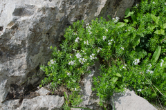 Asperula hirta
