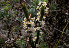 Struthiola salteri